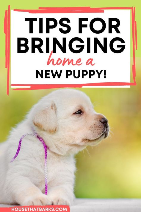 new puppy tips, new puppy training, bringing home a new puppy New Puppy Checklist, Puppy Tips, Puppy Time, Puppies Tips, Puppy House, Dog Brain, Bad Behavior, Dog Info, Dog Safety