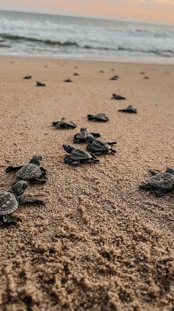 Turtle Volunteering, Turtle On Beach, Costa Rica Beach House, Turtle Rescue, Turtle Sanctuary, Costa Rica Beaches, Mexican Army, Twenty Twenty, Beach Inspo