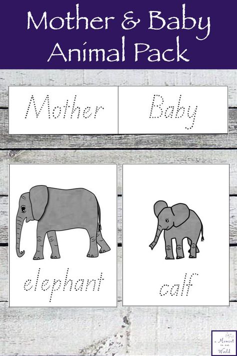 Learning about animals is great fun and this Mother and Baby Animal Pack are a great way to learn about different animals. Learning About Animals, Mammals Activities, Family Activities Preschool, Mother And Baby Animals, Zoo Activities, Dr Seuss Activities, Animal Lessons, Mother And Baby Elephant, Different Animals