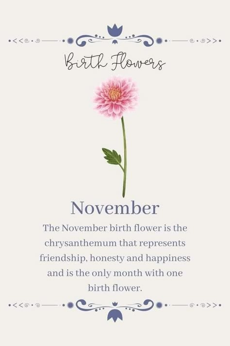 Flowers Of November, Chrysanthemum Flower Quotes, Scorpio Flower Birth Month, November Month Flower, Chrysanthemum Quotes, Birth Flower For November, November Month Aesthetic, Flowers That Mean Friendship, Birth Month Flower Tattoos November