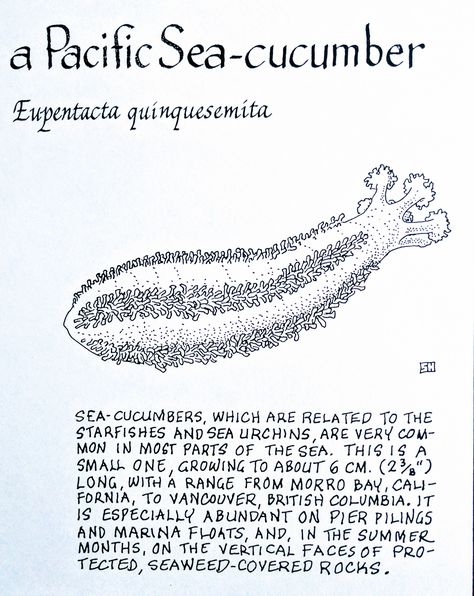 Kevin The Sea Cucumber, Sea Cucumber Drawing, Cucumber Drawing, Ocean Biome, Too Many Cucumbers, Cucumber Nutrition Facts, Sea Cucumbers, Ocean Facts, Science Diagrams