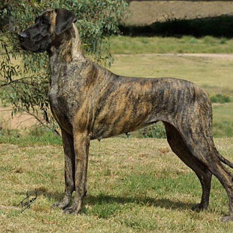 Brindle Great Dane Great Dane Pictures, Brindle Great Dane, French Bulldog Pictures, Dane Puppies, Dog German, Great Dane Puppy, Dane Dog, Great Dane Dogs, French Bulldog Puppy