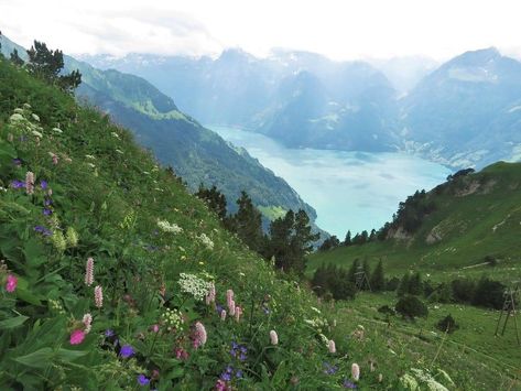 Flowers And Mountains, Valley Aesthetic, Lake Lucerne, Mountains Aesthetic, Aesthetic Cottagecore, Mountain Valley, Flower Landscape, Lucerne, Nature Aesthetic