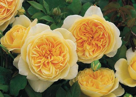 Rich of multiple awards collected in the UK and around the world, including the Henry Edland Medal in 2000 for the best scented variety, English Rose 'Teasing Georgia' is not only pleasantly fragrant, but is also one of the most refined and robust golden roses. Replete with large, cup-shaped flowers, it provides a delightful two-tone effect: a rich, golden yellow center beautifully framed by pale yellow outer petals. Excellent repeat bloomer. David Austin Climbing Roses, Rose Nursery, Hybrid Tea Rose, Austin Rose, Fragrant Garden, Rare Seeds, Rose Varieties, Rose Seeds, David Austin Roses