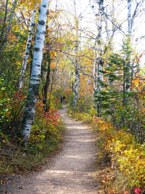 Fall Minnesota, Mountain Inspiration, 자작나무 그림, Forest Paths, Gooseberry Falls, Being In Nature, Waterfall Paintings, A Walk In The Woods, Scenery Pictures