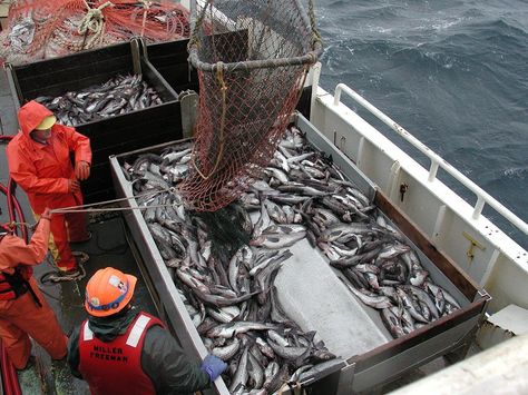 Researchers and global fishing companies form coalition for sustainable seas Vegan Starters, Sustainable Fishing, Marine Debris, Sustainable Management, Vegan Fish, Aquatic Ecosystem, Factory Farming, Marine Ecosystem, Fish Stock