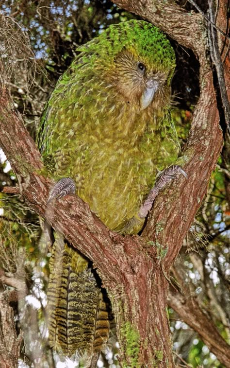 Kakapo: rare bird of NZ. There are only 62 left in existence. The name comes from the native Maori language, meaning “night parrot.” Kakapo Parrot, Maori Language, Rare Birds, Rare Animals, Endangered Animals, All Birds, Exotic Birds, Pretty Birds, For The Birds