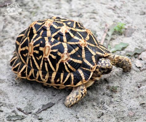 Indian Star Tortoise Sunday! Tortoise Painting Acrylic, Star Tortoise, Indian Star Tortoise, Kawaii Turtle, Alphabet Animals, Amazing Frog, Pigeon Breeds, Box Turtle, Indian Star