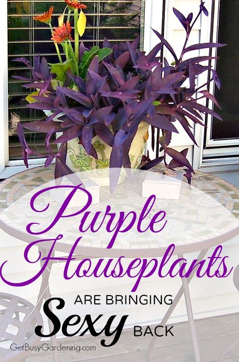 Boring green houseplants are so last year. Add some pazazz to your collection with this list of 17 purple houseplants you definitely need right now. Purple Houseplants, Houseplant Guide, Indoor Gardening Supplies, Container Garden Design, Purple Plants, Unique Houseplants, Inside Plants, Low Light Plants, Indoor Gardens