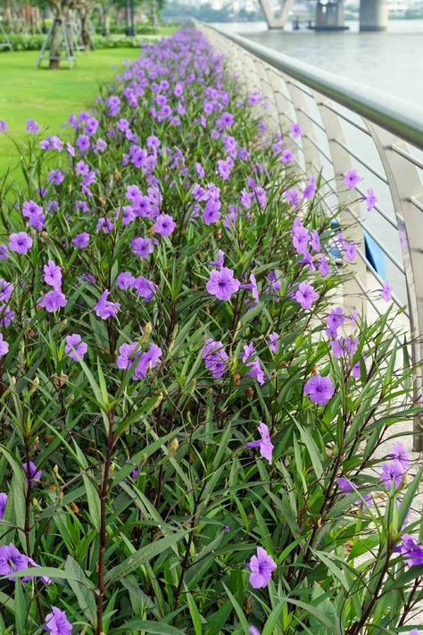 Petunia Planter, Mexican Petunia, Flowering Shade Plants, Petunia Plant, Petunia Flower, Drought Tolerant Plants, Pretty Plants, Flower Bed, Shade Plants