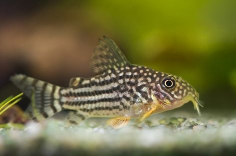 Corridoras Shterba - Spotted Shell Catfish - PetTime Corydoras Catfish, Cory Catfish, Neon Tetra, Aquarium Maintenance, Community Tanks, Fresh Water Fish Tank, Fishing For Beginners, Floating Plants, Fish Care