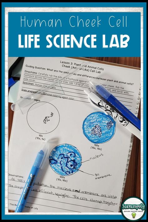 One of the most exciting parts of teaching middle school life science is the work you can do with microscopes! The human cheek cell lab is a fun and interactive lab that gives students the opportunity to observe their own cells under the microscope and provides an excellent example of an animal-like cell! But, if you are short on equipment or concerned about safety protocols, you can check out this awesome video! Share it in the classroom, with your students for a virtual lab experience! Animal Cell Microscope, Cheek Cells Under Microscope, Cells Activity Middle School, Teaching Cells Middle School, Cell Labs For Middle School, Microscope Activities Middle School, Cell Lab, Middle School Life Science, Microscope Lab