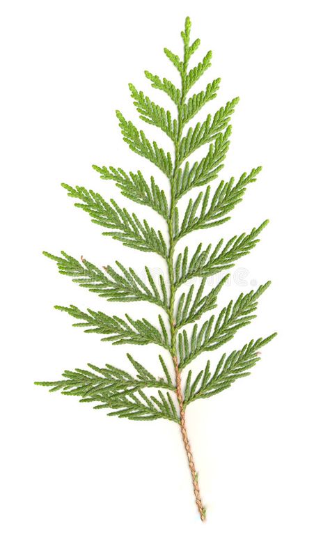 Cedar Branch isolated. Isolated branch from a cedar tree; crisp, sharp image , #Aff, #Isolated, #branch, #isolated, #Cedar, #Branch #ad Cedar Tree Tattoo, Red Cedar Tree, Tree Tattoo Art, Cedar Branch, Blatt Tattoos, Tree Roots Tattoo, Tree Branch Tattoo, Branch Tattoo, Cedar Tree