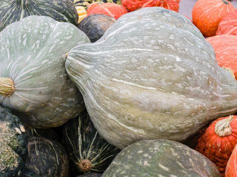 What Is Hubbard Squash? And How to Cook It Green Hubbard Squash Recipes, How To Cook Blue Hubbard Squash, Hubbard Squash Recipes How To Cook, Blue Hubbard Squash Recipes, Hubbard Squash Pie, Hubbard Squash Recipes, Recipe For Squash, Blue Hubbard Squash, Types Of Squash