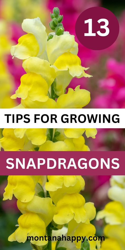 13 Tips on How to Grow Snapdragons | Montana Happy Snap Dragon Flower Arrangements, Snapdragon Companion Plants, How To Grow Snapdragons, Snapdragon Flowers In Pots, Planting Snapdragons, Snapdragon Plant, Growing Snapdragons, Flowers Snapdragon, Snapdragons Flowers