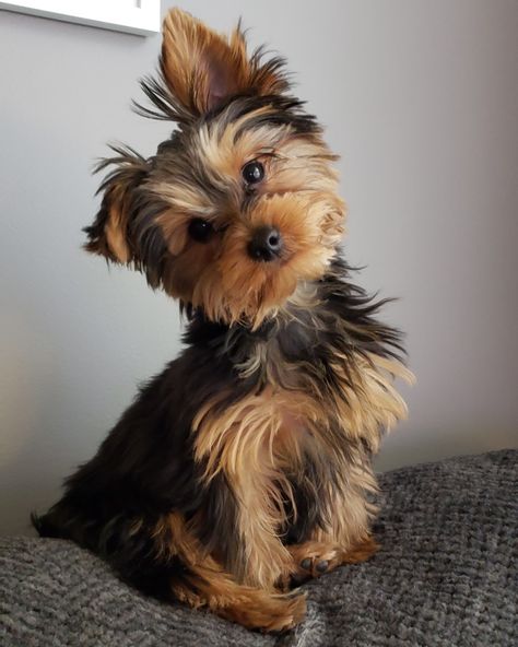 Black Yorkie, Yorkie Aesthetic, Yorkiepoo Black, Yorkie Terrier Aesthetic, York Terrier, York Dog, Parti Yorkie Puppies, Yorkie Haircuts, Yorkie Terrier Black And Tan