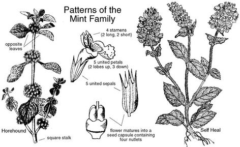 Lamiaceae: Mint Family (Labiatae). Identify plants and flowers. Pest Spray, Identify Plants, Botanical Sketchbook, Identify Plant, Mint Flowers, Mint Plants, Family Coloring, Plant Identification, Wild Food