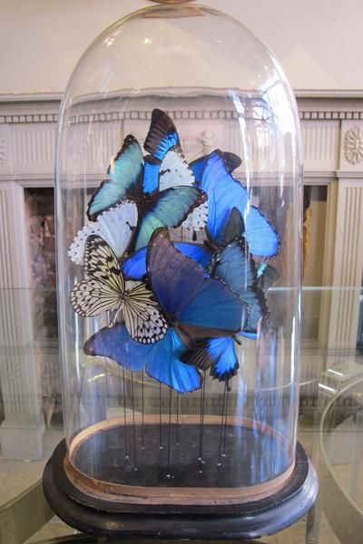 Butterflies in a Antique Bell Jar Diy Glass Jars Ideas, Glass Cloche Decor, Butterfly Museum, Teacher Appreciation Themes, Horror Room, Cloche Decor, Taxidermy Decor, Antique Bell, Blue Morpho