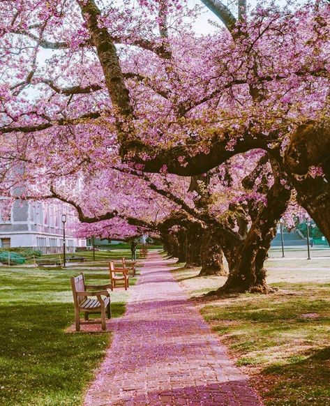 Spring Instagram, Oregon Washington, Morning Everyone, It's Friday, February 1, Cherry Blossoms, Pacific Northwest, North West, Get Up