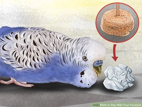 3 Ways to Play With Your Parakeet - wikiHow Baby Parakeets, Parakeet Care, Parakeet Toys, Budgie Toys, Parakeet Bird, Budgies Bird, Budgie Parakeet, Bird Beaks, Easy Dog Treats