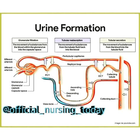 There are three main steps of urine formation : glomerular filtration , reabsorption , and secretion . These processes ensure that only waste and excess water are removed from the body. Urine Formation Flow Chart, Kidney Images, Urine Formation, Glomerular Filtration, Renal Physiology, Nursing School Studying Cheat Sheets, Medical Terminology Study, Filtration Process, Nursing School Essential