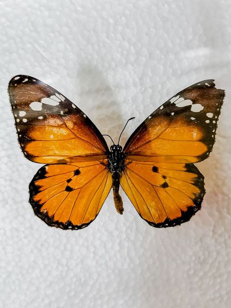 Danaus plexippus or Monarch Butterly is a widespread butterfly commonly seen in the Philippines. This butterfly is known for its rusted-orange color with black veins on its wings. The pattern observed is symmetry specifically bilateral or mirror symmetry. The pattern on its wings enables the butterfly to protect itself from predators through camouflage, an indication of the butterfly’s toxicity and helps in attracting potential mates. Symmetry Butterfly, Butterfly Symmetry, Bilateral Symmetry, Black Veins, Geometry In Nature, Art Brown, Orange Butterfly, Monarch Butterfly, Brown Paper