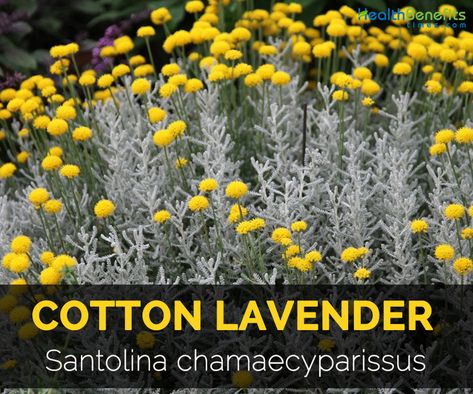 Cotton Lavender Plant, Lavender Cotton Plant, Lavender Health Benefits, Fynbos Garden, Cotton Lavender, Slope Landscaping, Herbal Academy, Lavender Leaves, Lavender Cotton