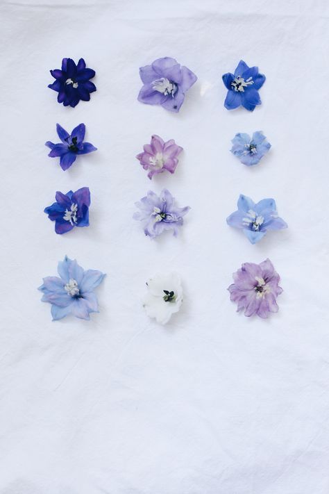 varieties of delphinium Delphinium Flower Aesthetic, Delphinium Flower Tattoo, Delphinium Flower, Delphinium Flower Painting, Delphinium Tattoo, Delphinium Elatum, Delphinium Flower Illustration, Delphinium Purple, Light Purple Delphinium