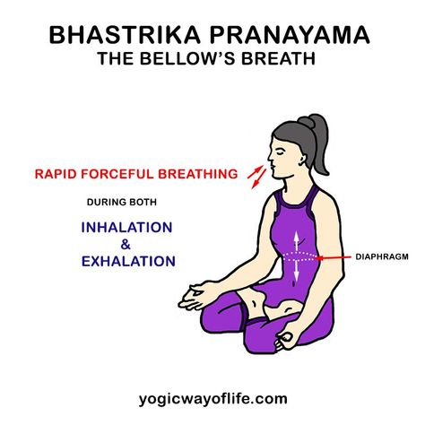 Bhastrika involves both rapid inhalation as well as exhalation. This helps to increase the circulation of blood in the entire body. Bhastrika Pranayama, Yoga Terms, Yoga Mudra, Pranayama Techniques, Pranayama Breathing, Pranayama Yoga, Ulnar Nerve, Yoga Facts, Kriya Yoga