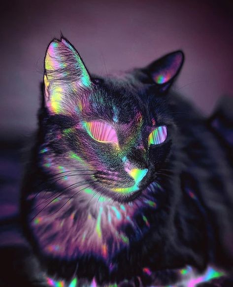 #psychedelic #psy #cat #gatos #trance #mushroom #effect #wallpaper #neon #edit Neon Edit, Psy Trance, Graham Greene, Neon, Yoga, Art