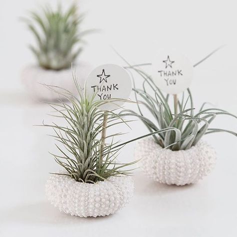 They're called 'air plants' and they're the super low maintenance plant, perfect for wedding favours! See how easy it is to make these cute favours on the Modern Wedding blog today...{link in profile} Plant Party Favors, Wedding Party Favors Ideas, Air Plant Wedding, Plant Favors, Party Favors Ideas, Wedding Australia, Seashell Ideas, Angel Wedding, Plant Wedding Favors