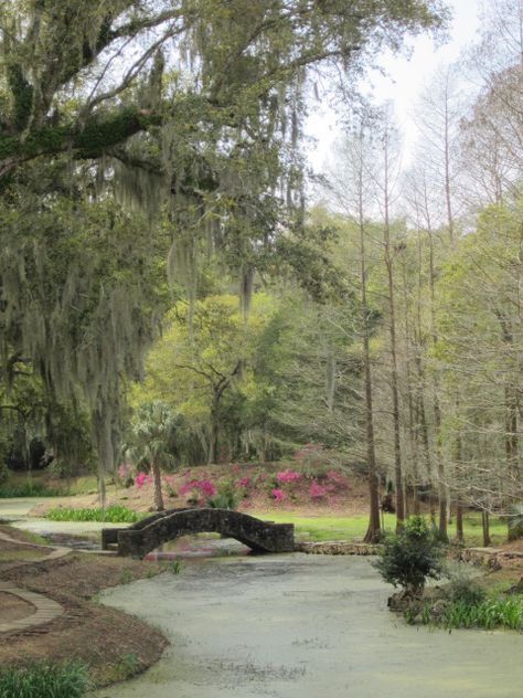 Avery Island, Louisiana #averyisland #louisiana #tabasco Louisiana Nature, Cajun People, Cajun Culture, Avery Island, Louisiana Woman, Monroe Louisiana, Southern Things, Louisiana Mardi Gras, Small Towns Usa