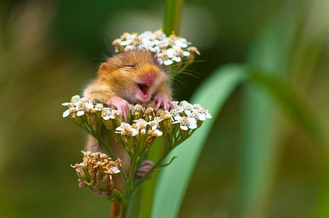 20 Top Photos from the 2017 Comedy Wildlife Photography Awards | PetaPixel Comedy Wildlife Photography, Harvest Mouse, Field Mouse, Funny Animal Photos, Photo Awards, Wildlife Photos, Photography Awards, Wild Life, Funny Animal Pictures