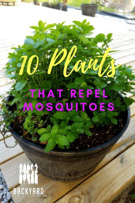 Mosquito Repellent Plants, Plants That Repel Flies, Plants That Repel Mosquitoes, Repel Mosquitos, Best Mosquito Repellent, Plants That Repel Bugs, Mosquito Plants, Repellent Plants, Natural Mosquito Repellant