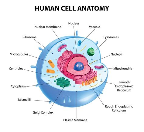 Human Cell Diagram Cell Diagram Project, Human Cell Diagram, Human Cell Structure, Animal Cell Anatomy, Animal Cell Drawing, Cell Anatomy, Human Cell, Nuclear Membrane, Cell Diagram