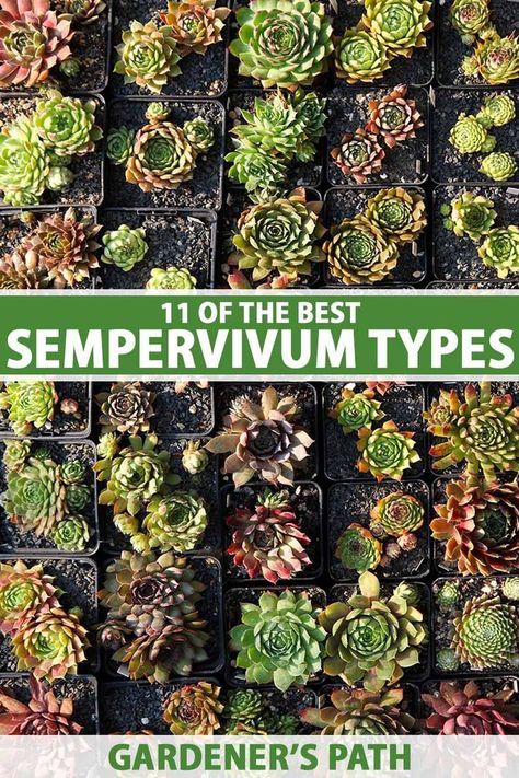 All types of Sempervivum are easy-care, drought- and deer-resistant succulents suited to growing in containers or as ground cover. But which is best for you? Hens and chicks come in many fun colors, shapes, and sizes. Learn about 11 of our favorite Sempervivum varieties now on Gardener's Path. #hensandchicks #gardenerspath Sempervivum Garden, Growing In Containers, Succulent Wall Garden, Green Backyard, Succulent Garden Design, Succulent Wall, Succulent Care, Outdoor Gardens Design, Hens And Chicks