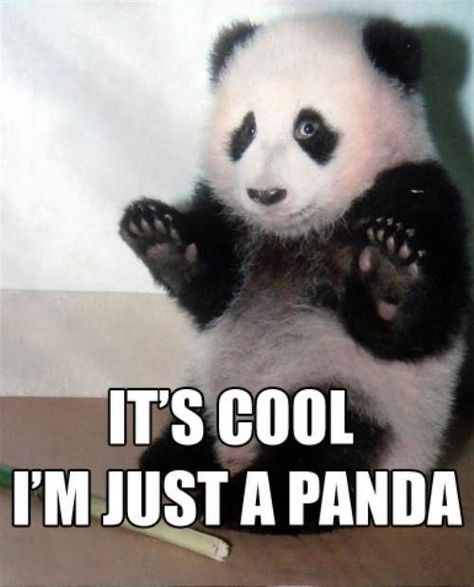 Who doesn't love pandas? Memes Lol, Funny Animal Quotes, Hey Man, Baby Panda, Red Panda, Cute Bear, Cute Panda, Animal Quotes, Funny Animal Pictures