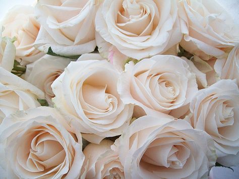 champagne roses...beautiful colour Colorful Roses, Great Love Stories, Bohol, Cream Roses, Beautiful Blooms, Love Flowers, Pretty Flowers, Fresh Flowers, White Roses