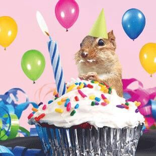 Birthday squirrel Happy Birthday Squirrel, Birthday Squirrel, Squirrel Party, Squirrel Birthday, Squirrel Eating, Cupcake Birthday Cards, Forest Birthday, Hamster Eating, Yellow Party