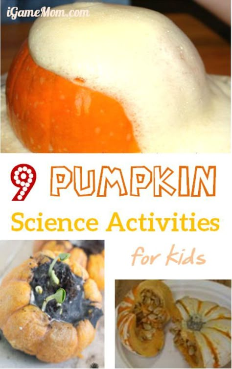 Can you believe there are so many science you can learn from pumpkins? Here are 9 fun pumpkin science activities for kids of all ages. Science Activities For Elementary, Pumpkin Science Activities, Pumpkin Science Experiment, Fall Science Activities, Science Halloween, Fall Stem Activities, Activities For Elementary Students, Pumpkin Science, Fall Science