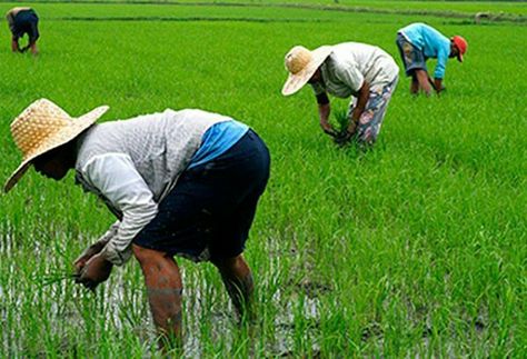 Filipino farmers planting rice Gang Up, Jung Yong Hwa, Jang Keun Suk, Good Manners, Video Lessons, Lee Min Ho, Manners, Hard Work, Crafts To Make