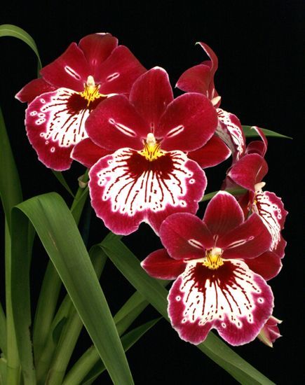 Miltonia Orchid, Types Of Orchids, Cattleya Orchid, Exotic Orchids, Orchids Garden, Scientific Name, Unusual Flowers, Orchid Care, Orchid Plants