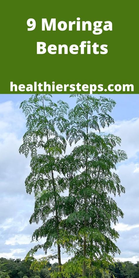 Moringa Oleifera Benefits, Health Benefits Of Moringa, Moringa Oleifera Tree, Massive Tree, Benefits Of Moringa, Moringa Benefits, Moringa Seeds, Mushroom Benefits, Moringa Tree