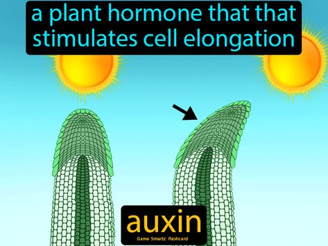 Auxin definition: A plant hormone that that stimulates cell elongation. 9th Grade, Easy Science, Photosynthesis, Botany, Cactus Plants, Biology, Science, Plants, Quick Saves