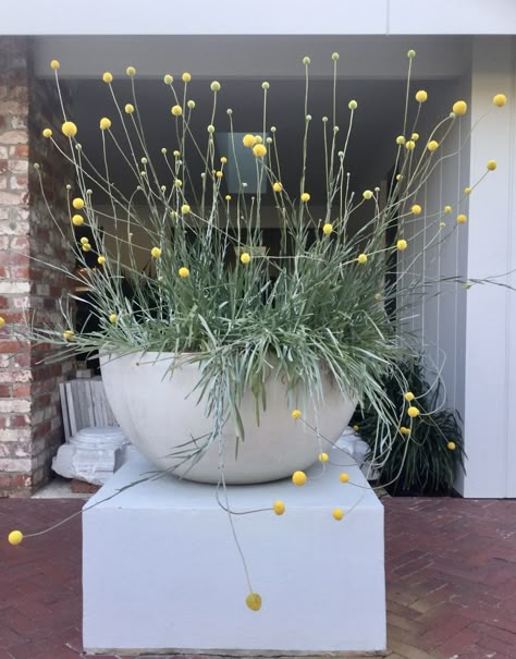 Billy Buttons Australian Native in Large Pot Australian Native Balcony Garden, Australian Native Potted Plants, Australian Native Pot Plants, Potted Australian Natives, Billy Buttons Garden, Australian Natives In Pots, Australian Front Garden Ideas, Australian Backyard Ideas, Front Garden Ideas Australian