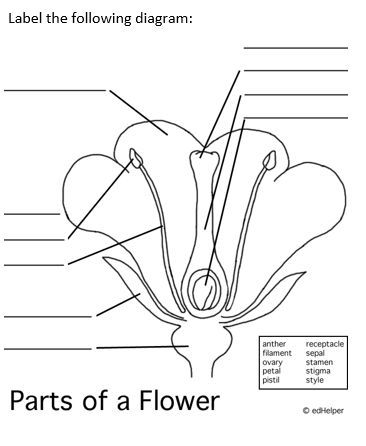 Gumamela Flower Drawing, Parts Of A Flower Printable, Gumamela Flower, Flower Dissection, Flower Diagram, Flower Science, Flower Anatomy, Flower Parts, Grade 3 Science