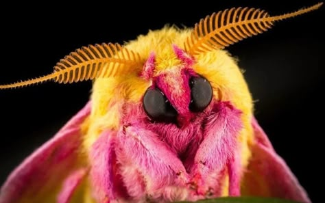 Maple Moth, Pink Moth, Rosy Maple Moth, Moth, Close Up, Yellow, Pink