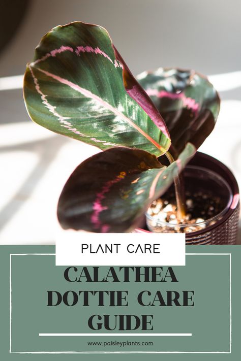 Calathea Roseopicta Dottie Plant Care Guide and Tips - Paisley Plants Calathea Plant Care Tips, Calathea Setosa Care, Calathea Types, Rattlesnake Calathea Care, Calathea Rosy, Calathea Roseopicta, Calathea Plant, Insecticidal Soap, Prayer Plant