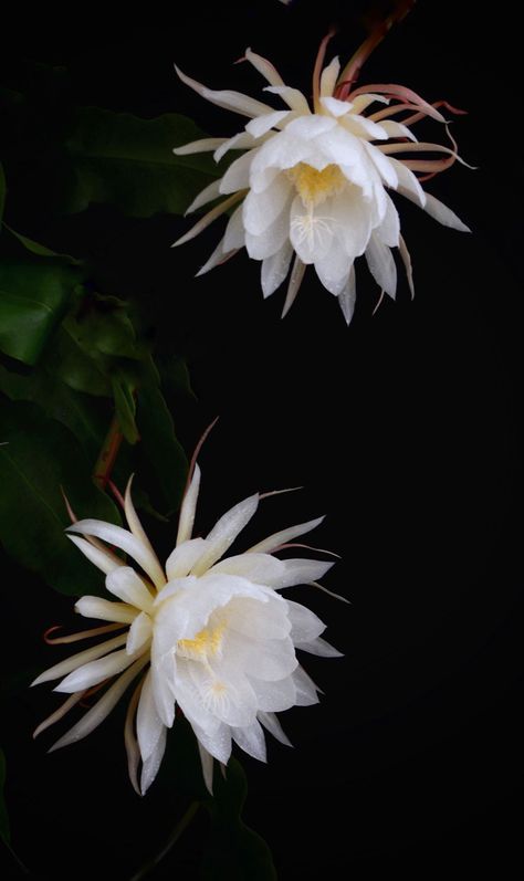 Chinese Flowers Photography, Cereus Flower, Queen Of The Night Flower, Lucky Picture, Evil Flower, Epiphyllum Oxypetalum, Wijaya Kusuma, Night Blooming Cereus, Flor Tattoo