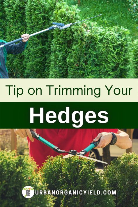 The seaon is coming to fix and decorate your yard or backyard. Here is our list of the best cordless hedge trimmers to use in your yard and landscaping. #Hedges #Landscaping #Yard #Gardening #UrbanOrganicYield Green Mountain Boxwood, Cedar Hedge, Trimming Hedges, Giant Arborvitae, Emerald Green Arborvitae, Holly Bush, Types Of Shrubs, Dark Hedges, Hedge Trimmer